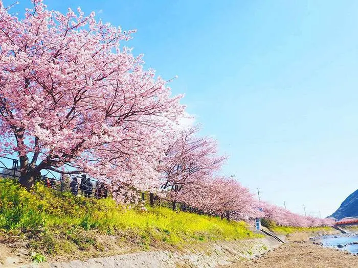 شکوفه های درخت گیلاس در فصل بهار در نور 213465454151