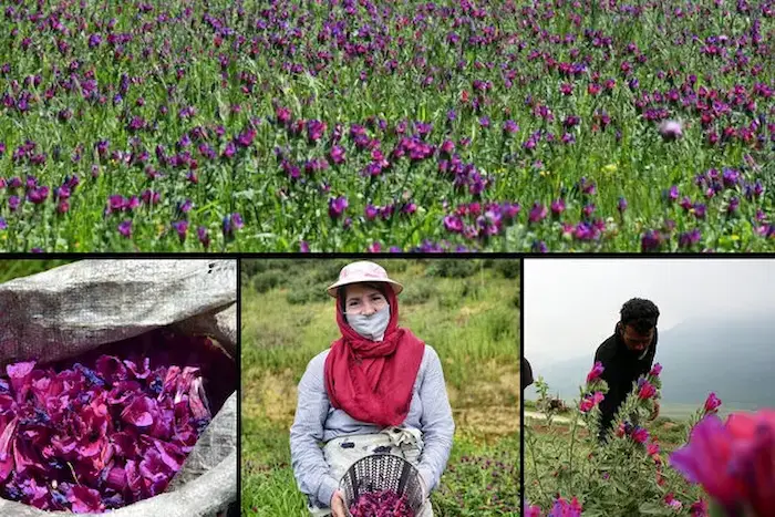 روستاییان آهودشت در حال برداشت گل گاو زبان، گیاه دارویی شمال 545686855