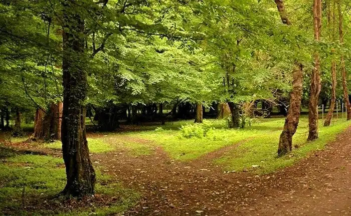 پارک جنگلی ایزدشهر با درختان سرسبز 2315478653432