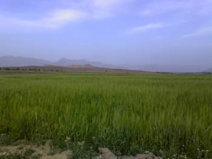 شالیزارهای روستای حسن آباد نور 231656865421