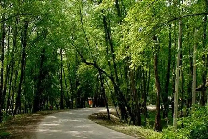 زیبایی خیره کننده پارک جنگی نور در بهار 541165847635