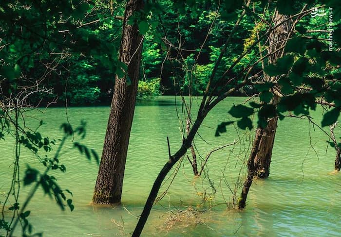 درختان سرسبز در میان دریاچه الیمالات مازندران 48578486