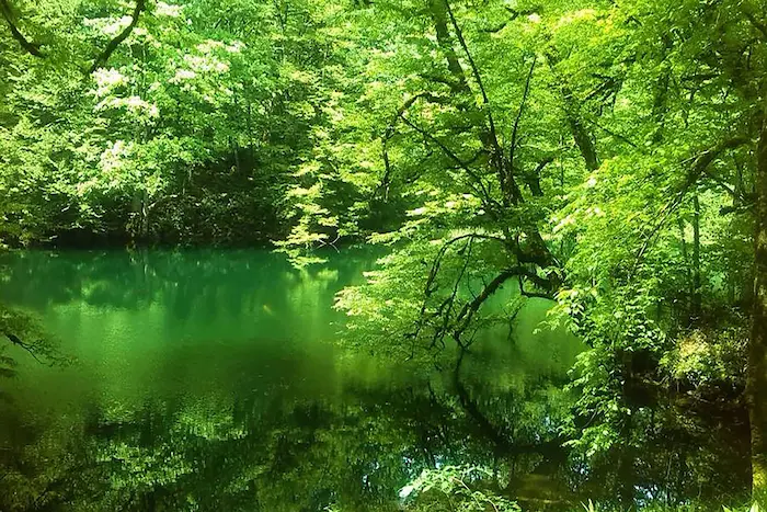 دریاچه فرایخن در کنار درختان مازندران 8799645