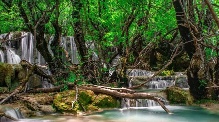 درخت های بلند قات سرسبز در کنار آبشار خروشان سیسنگان نور 468447