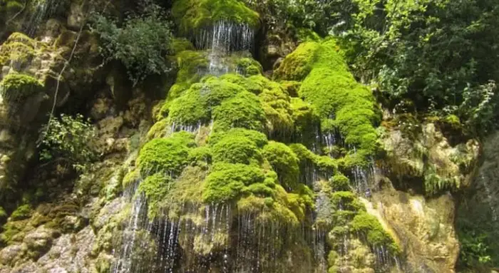 آبشار خزه بسته سرسبز در دل جنگل سیسنگان 596748
