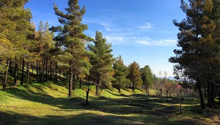تپه ها و درختان سرسبز در زیر آسمان آبی پارک جنگلی لوزان نور 5641441