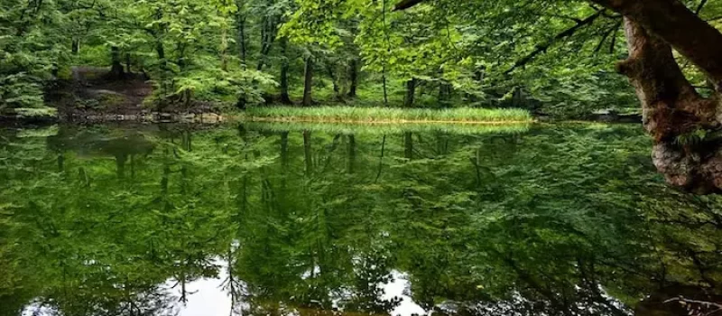 دریاچه فراخین در دل جنگل و آبی زلال 541665265