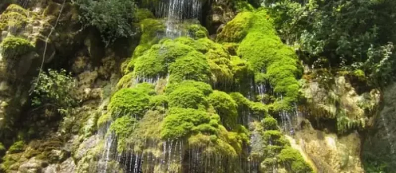 آبشار خزه بسته سرسبز در دل جنگل سیسنگان 596748