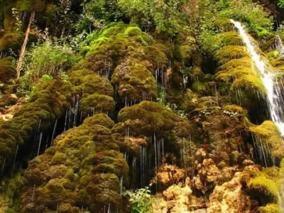 گلسنگ های انبوه آبشار لاویج نور در دل جنگل سرسبز 58454