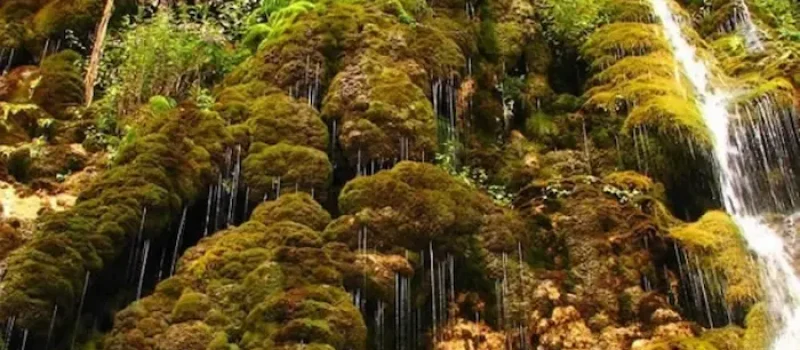 گلسنگ های انبوه آبشار لاویج نور در دل جنگل سرسبز 58454